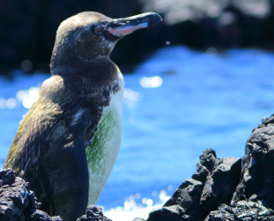 ガラパゴスペンギン