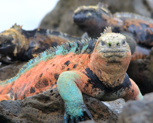 ウミイグアナ